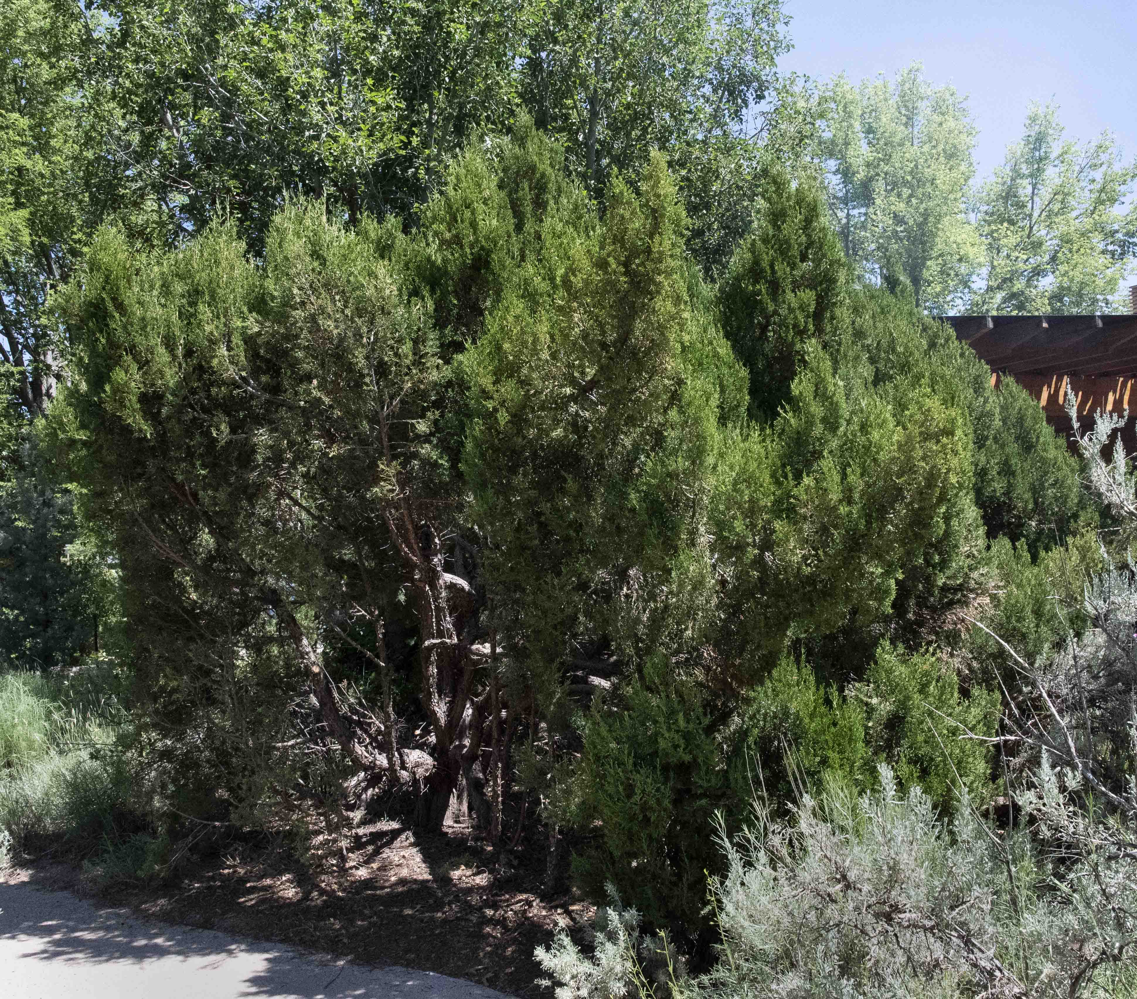 Rocky Mountain Juniper